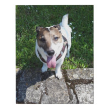 Capo von Oppenheim Jack Russell Terier、ドッグ