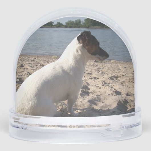 Capo von Oppenheim, Jack Russell Terrier Dog (裏面)