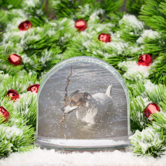 Capo von Oppenheim, Jack Russell Terrier Dog (クリスマス)