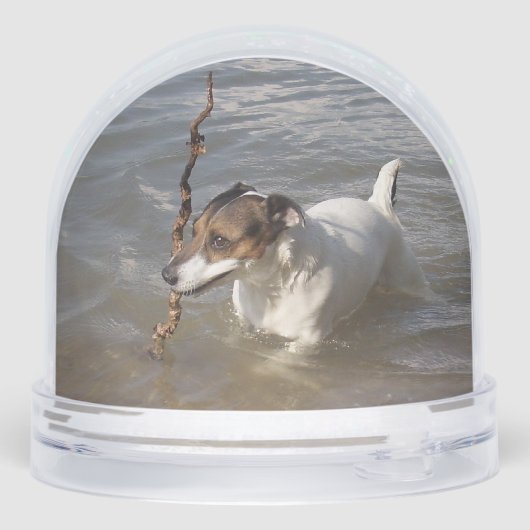 Capo von Oppenheim, Jack Russell Terrier Dog (裏面)