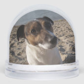 Capo von Oppenheim, Jack Russell Terrier Dog (正面)