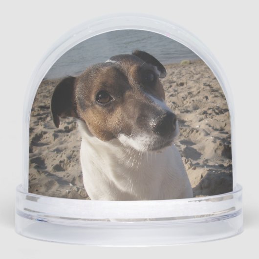 Capo von Oppenheim, Jack Russell Terrier Dog (正面)