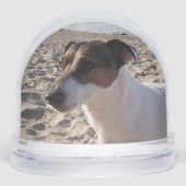 Capo von Oppenheim, Jack Russell Terrier Dog (正面)