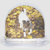 Capo von Oppenheim, Jack Russell Terrier Dog (裏面)