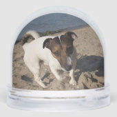 Capo von Oppenheim, Jack Russell Terrier Dog (裏面)
