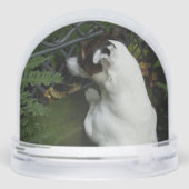 Capo von Oppenheim, Jack Russell Terrier Dog (裏面)