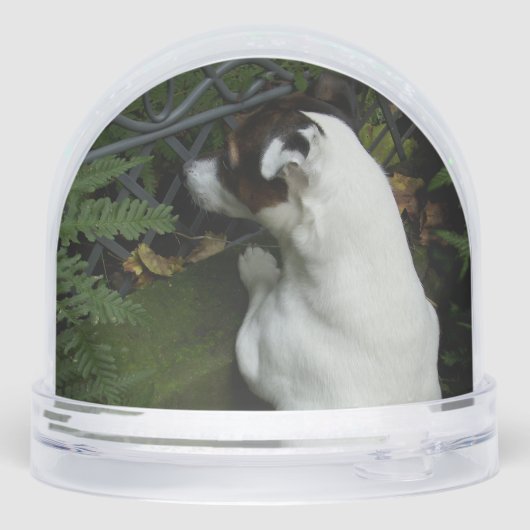 Capo von Oppenheim, Jack Russell Terrier Dog (裏面)