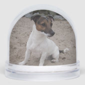 Capo von Oppenheim, Jack Russell Terrier Dog (正面)