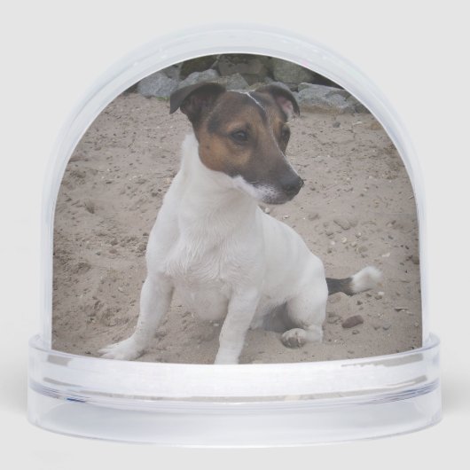 Capo von Oppenheim, Jack Russell Terrier Dog (正面)