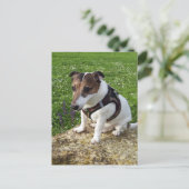 Capo von Oppenheim, Jack Russell Terrier Dog Postc ポストカード (スタンド正面)