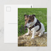 Capo von Oppenheim, Jack Russell Terrier Dog Postc ポストカード (正面/裏面)
