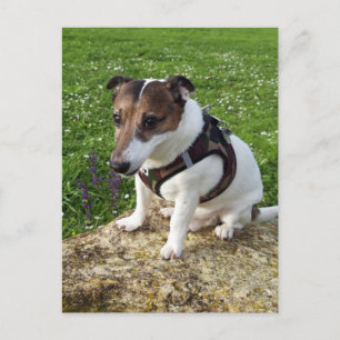 Capo von Oppenheim, Jack Russell Terrier Dog Postc ポストカード