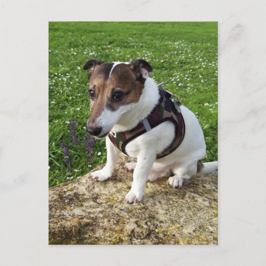 Capo von Oppenheim, Jack Russell Terrier Dog Postc ポストカード (正面)