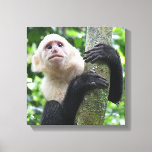 Capuchin猿のキャンバスのプリント キャンバスプリント