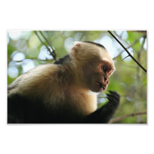 Capuchin猿 フォトプリント
