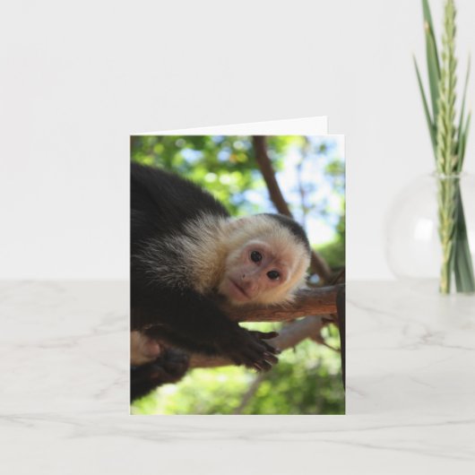 Capuchin猿Notecard カード (正面)