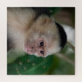 Capuchin monkey ジグソーパズル (横)