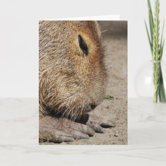 Capybara Greeting Card カード (正面)