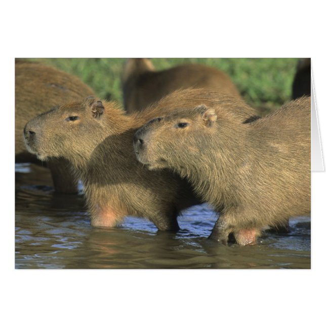 Capybara, Hydrochaeris hydrochaeris), world's (正面横)
