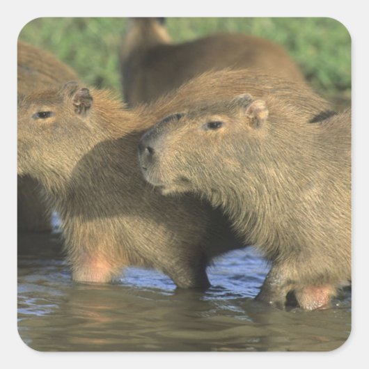 Capybara, Hydrochaeris hydrochaeris), world's スクエアシール (正面)