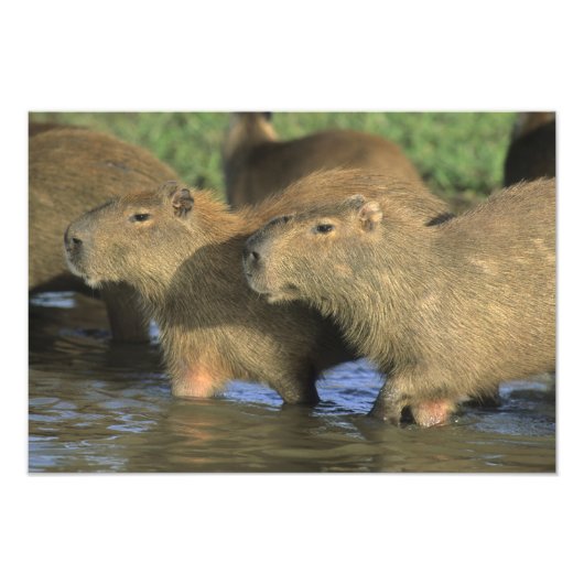 Capybara, Hydrochaeris hydrochaeris), world's フォトプリント (正面)