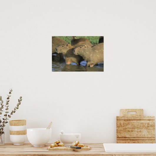 Capybara, Hydrochaeris hydrochaeris), world's ポスター (キッチン)