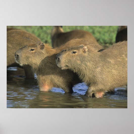 Capybara, Hydrochaeris hydrochaeris), world's ポスター (正面)