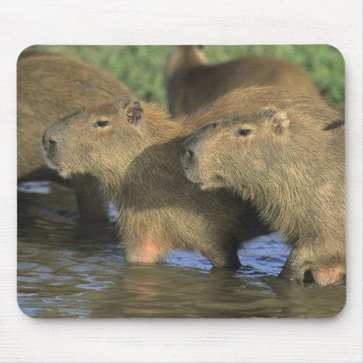 Capybara, Hydrochaeris hydrochaeris), world's マウスパッド (正面)