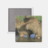 Capybara, Hydrochaeris hydrochaeris), world's マグネット (正面/裏面)