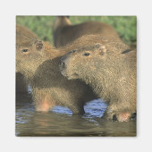 Capybara, Hydrochaeris hydrochaeris), world's マグネット (正面)