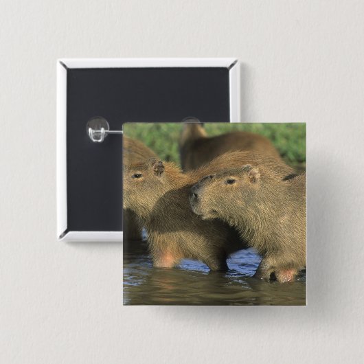 Capybara, Hydrochaeris hydrochaeris), world's 缶バッジ (正面&裏面)