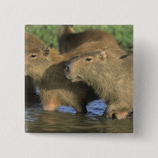 Capybara, Hydrochaeris hydrochaeris), world's 缶バッジ (正面)