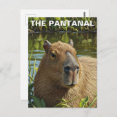 Capybara in The Pantanal ポストカード (正面/裏面)