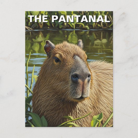 Capybara in The Pantanal ポストカード (正面)