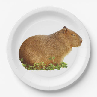 capybara paper plate ペーパープレート