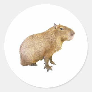 capybara sticker ラウンドシール