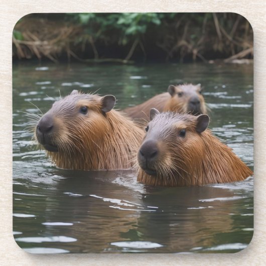 Capybaras' Swimming In The River,  コースター (正面)