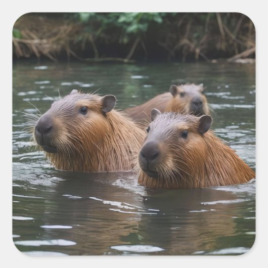 Capybaras' Swimming In The River, スクエアシール (正面)