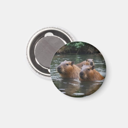Capybaras' Swimming In The River,  マグネット (正面/裏面)