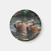 Capybaras' Swimming In The River,  マグネット (正面)