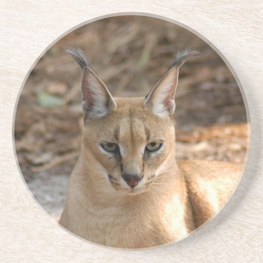 Caracalのオオヤマネコのコースター コースター (正面)