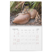 CaracalBCR058のCaracalのオオヤマネコ カレンダー (2月 2026)