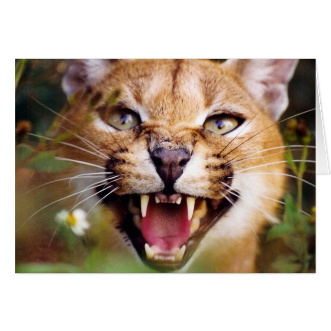 CaracalSassy (正面横)