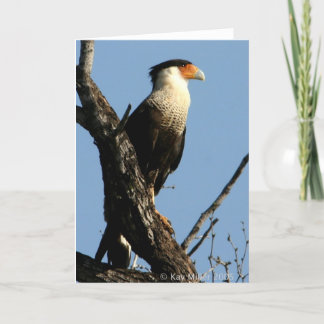 CARACARA-1-04 カード