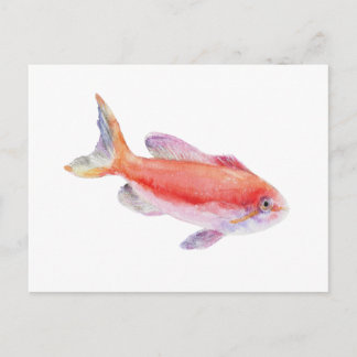 Carberryi Anthias Fish Watercolor Illustration ポストカード