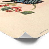 Carcinetes Melanops Kingfisherヴィンテージバードアジア ポスター (角)