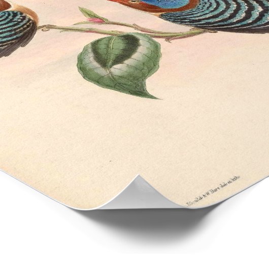 Carcinetes Puchelius Kingfisherヴィンテージバードアジア ポスター (角)