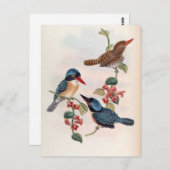 Carcineutes Melanops（青い顔のカワセミ） ポストカード (正面/裏面)