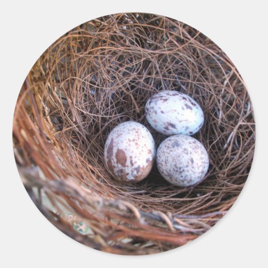 Cardinal Eggs Sticker ラウンドシール (正面)