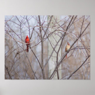 Cardinal family ポスター